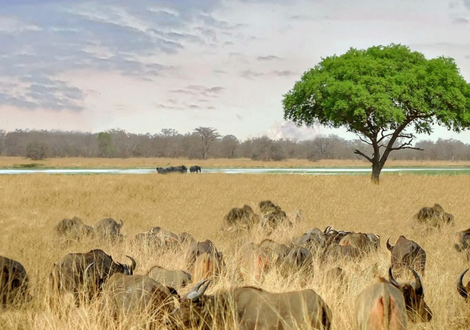 Safaris Animaliers